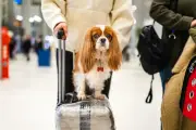 Pet-sitter, plats de chef et conciergerie : le toutourisme débarque en France