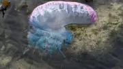 Physalies : 120 piqués à Saint-Sébastien, plages fermées