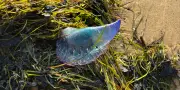 Physalies urticantes de retour sur les plages du Sud-Ouest