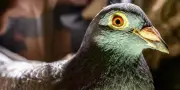 Pigeons voyageurs : la 737, dernier oiseau d'Europe