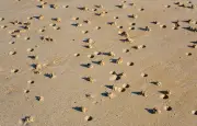 Plages: la vie cachée sous le sable dévoilée