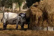 Plan agriculture : Genevard veut relancer production et soutien