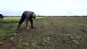 Plan sécheresse : le gouvernement dévoile un dispositif d'aide aux agriculteurs