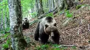 Plus de 100 ours bruns dans les Pyrénées, l'espèce s'étend vers l'est