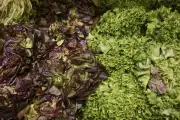 Pénurie de salades : la France en manque face à la sécheresse