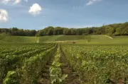 Pénurie de salades : manque d'eau et importations en cause