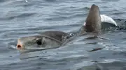 Poisson-lune : géant inoffensif du littoral montpelliérain