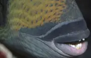 Poissons mordeurs en Méditerranée : un nonagénaire mordu à Villefranche
