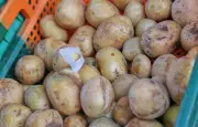 Pommes de terre : production en chute de 23 %, les producteurs alertent