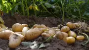 Pommes de terre : récolte en chute de 23 %, les producteurs demandent de l'aide