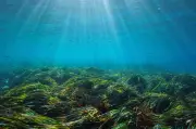 Posidonies en Corse : laides mais vitales pour les plages