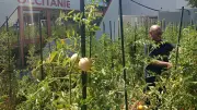Potager sur le dépôt de bus : la récolte de Fathi à Castelnau