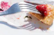 Pourquoi les guêpes sont si présentes en fin d'été