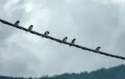 Pourquoi les hirondelles se regroupent sur les câbles en fin d'été