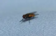 Pourquoi les mouches se frottent les pattes : le toilettage expliqué