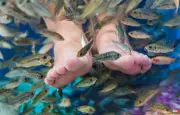 Pourquoi les poissons mordillent les baigneurs : mythes et réalités