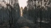 Pourquoi replanter les forêts brûlées est crucial selon un expert
