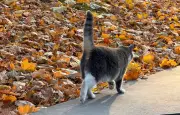 Pourquoi votre chat vous tourne le dos : un signe de confiance ?