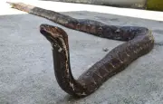 Première mondiale : un python guéri du cancer par électrochimiothérapie