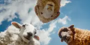 Prime Video : des moutons détectives, Agatha Christie à la mode ovine