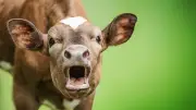 Pyrénées-Orientales : une randonneuse chargée par une vache