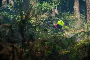Pyromane condamné à Niort pour onze incendies en quinze jours