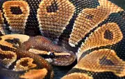 Python royal en fuite à Cherbourg : la ville lance l'alerte