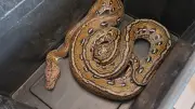 Python réticulé de 2,40 m trouvé à Bagnols, pris en charge