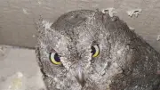 Quatre petits-ducs scops relâchés à Sainte-Croix après leur sauvetage