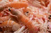 Rappel de langoustines Intermarché pour excès de sulfites