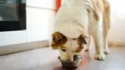 Rappel de produits Years : une cinquantaine de chiens deviennent aveugles au Royaume-Uni