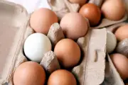Rappel massif d'œufs contaminés à la salmonelle en France et Belgique