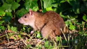 Rats à Champs-sur-Marne : des habitants excédés