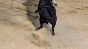 Recortadores et forcados enflamment les arènes de Beaucaire