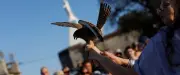 Relâcher d'oiseaux à Alès : le rendez-vous de l'Ermitage