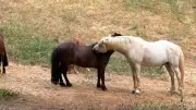 Rentrée des chevaux des Pompons à Bassan après l'été dans le Tarn