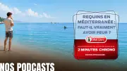 Requins en Méditerranée : faut-il vraiment en avoir peur ?