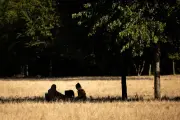 Retour des fortes chaleurs : jusqu'à 39°C attendus en France