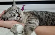 Ronronnement du chat : un signe de bien-être ? Pas si simple