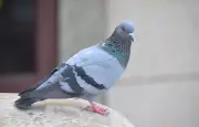 Roost : l'app qui envoie vos messages par pigeons voyageurs