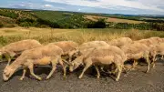 Roquefort : les éleveurs refusent la baisse du prix du lait