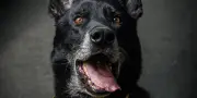 Ros, chien détecteur d'explosifs, héros de l'armée française