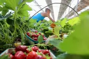 Saint-Maximin : une serre agrivoltaïque qui séduit les maraîchers