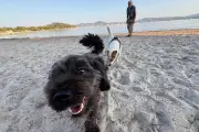 Saint-Tropez : les chiens autorisés sur les plages jusqu'au 15 septembre