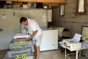 Salernes : la collecte des figues blanches bat son plein
