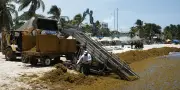 Sargasses au Mexique : les plages touristiques touchées