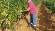 Sécheresse dans le Biterrois : les vignerons espèrent la pluie