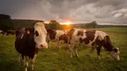 Sécheresse dans le Doubs : hausse des coûts pour les éleveurs, prix du lait et de la viande menacés