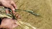 Sécheresse dans l'Hérault : cellule de crise pour l'agriculture
