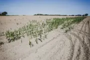 Sécheresse : deux tiers des nappes sous les normales au 1er août 2026
